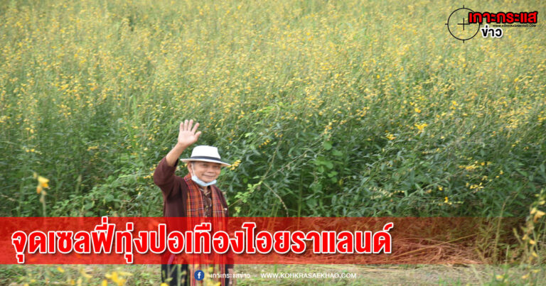 อ.ไทรโยค เปิดจุดเช็คอินใหม่กว่า20 ไร่ ทุ่งปอเทืองไอยราแลนด์ เอาใจขาเซลฟี