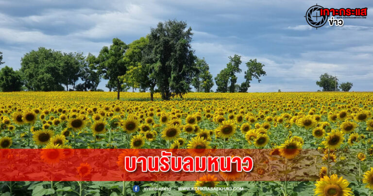 ทุ่งทานตะวันแปลงแรกของจังหวัดลพบุรี บานแล้ว กว่า 1,000 ไร่ ผลิดอกโต้แดด ท้าลมหนาวรอรับ นทท.มาเยือน หลังสถานการณ์โควิด -19ในพื้นที่จังหวัดลพบุรีคลี่คลาย