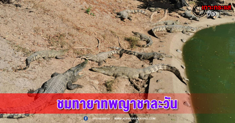 พาเที่ยวพิจิตรชมทายาทพญาชาละวันนอนอาบแดดอวดโฉมต้อนรับนักท่องเที่ยว