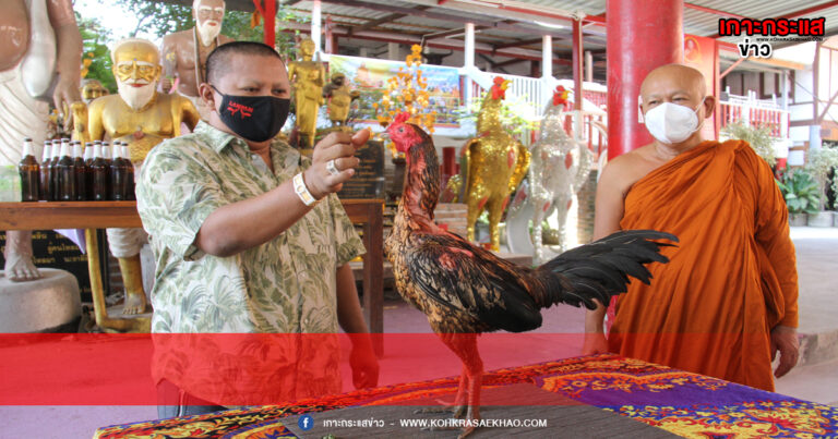 ฮือฮา !!! เสี่ยเบิร์ด เจ้าของ ซุ้มไก่ชน หอบไก่ตัวเก่ง “ เจ้าแสนกล ”แก้บนพ่อปู่ชูชกวัดป้อมรามัญ หลังชนะเดิมพัน 70.2 ล้าน