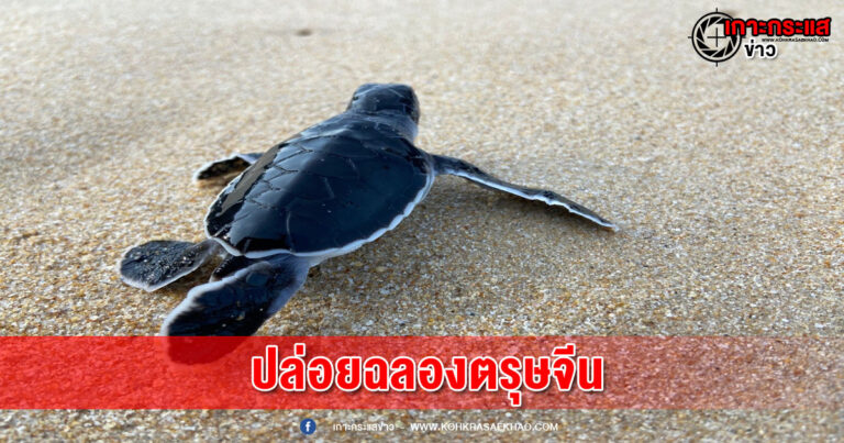 อุทยานแห่งชาติเขาลำปี-หาดท้ายเหมือง ปล่อยลูกเต่าตนุ ลงทะเล กว่า 75 ตัว ฉลองตรุษจีน