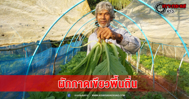 พังงา-ผักกาดเขียวพื้นถิ่นเพาะเมล็ดพันธุ์จากรุ่นสู่เพื่อน