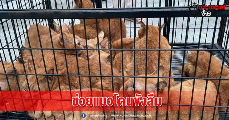 สมุทรปราการ-วอชด็อกไทยแลนด์ บุกช่วยแมวเกือบ 20 ตัวที่ถูกขังไว้ในบ้านนานนับเดือน