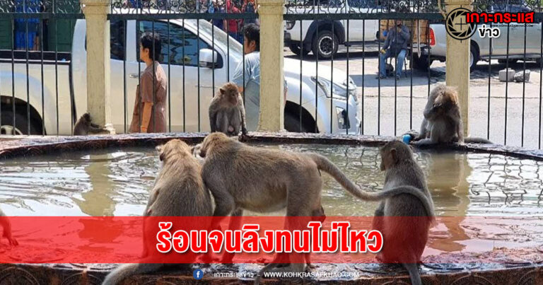 ลพบุรี-ร้อนระอุ อุณภูมิแตะทะลุ 39 องศา เริ่มส่งผลกระทบกับลิง