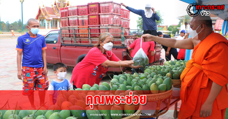 พิจิตร-คุณพระช่วยเชิญชวนญาติโยมช่วยซื้อมะม่วงอุดหนุนชาวสวนบูชาหลวงพ่อเพชรแก้วิกฤตราคาตก