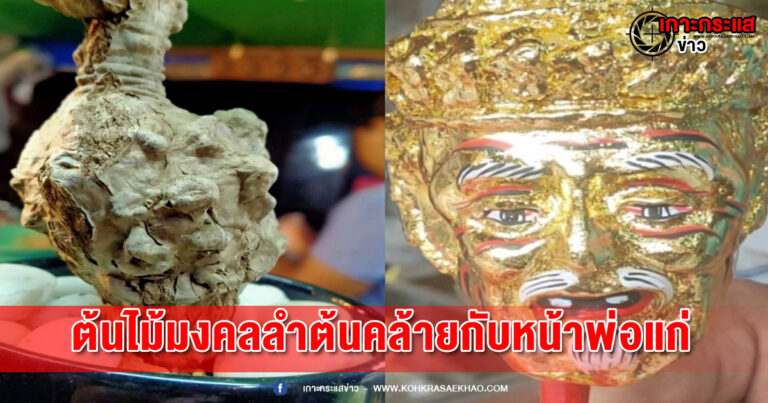 สระบุรี-เสน่ห์นางพิมพ์ ต้นไม้มงคล ลำต้นคล้ายกับหน้าพ่อแก่