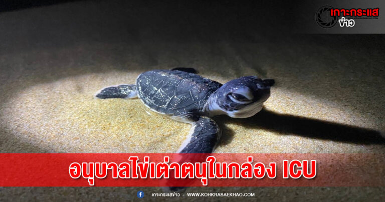 พังงา​-เจ้าหน้าที่อนุบาลไข่เต่าตนุโดนคลื่นซัดหลุมฟัก ในกล่อง ICU สำเร็จก่อนปล่อยลงทะเล