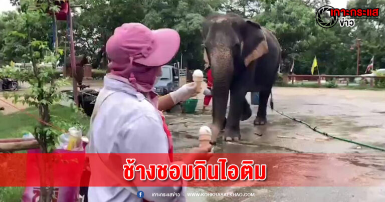 อยุธยา-เมื่อช้างชอบกินไอติม  แบบนี้เหมาหมดร้านเลยดีมั๊ย