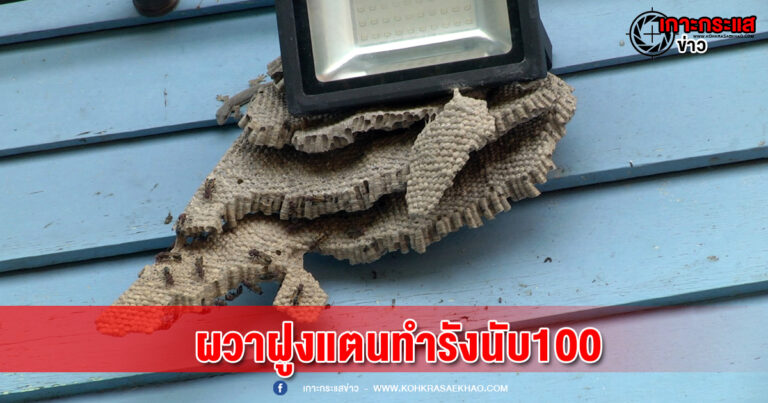 สุพรรณบุรี-ผวาฝูงแตนทำรังนับ100ในโรงเรียนอาละวาดต่อยนักเรียนครูผู้ปกครองเจ็บระนาว