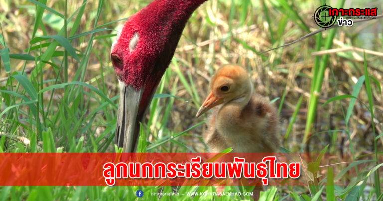 ปทุมธานี-ต้อนรับสมาชิกใหม่สวนสัตว์ Mini Zoo ธัญบุรี ลูกนกกระเรียนพันธุ์ไทยลืมตาดูโลกคืนทุ่งรังสิต