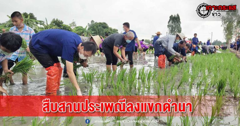 สุพรรณบุรี-อบต.ศรีประจันต์ จัดกิจกรรมสืบสานประเพณีลงแขกดำนา