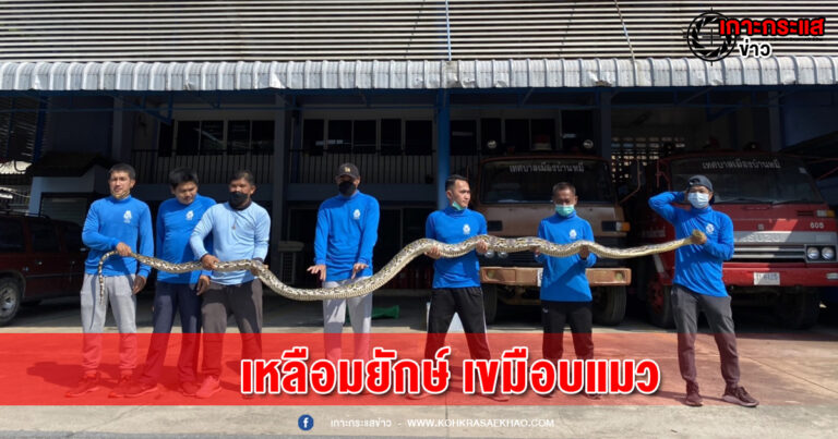 ลพบุรี-ล้อมจับเหลือมยักษ์เลื้อยเงียบเขมือบแมวชาวบ้านอิ่มหนีซุกป่ากู้ภัยเตือนอันตราย