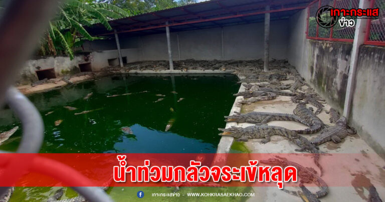 พิจิตร-ประมงพิจิตรผวาน้ำท่วมออกตรวจนับจระเข้สยบข่าวลือ