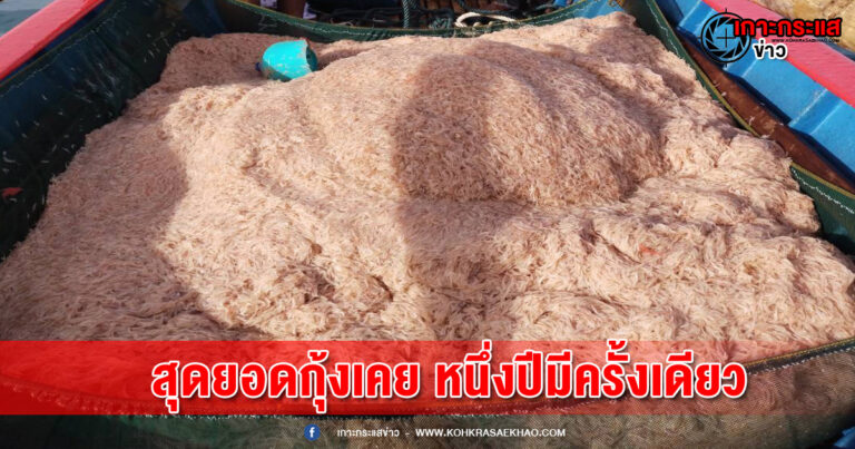 พังงา​-สุดยอดกุ้งเคย​ หนึ่ง​ปีมีครั้งเดียว วิถีดั่งเดิมชุมชนริมหาด ออกหากุ้งเคยกลางทะเลอันดามัน​ จำหน่าย​แบบสด​ และ​แปรรูปทำกะปิขึ้นชื่อ​ของภาคใต้