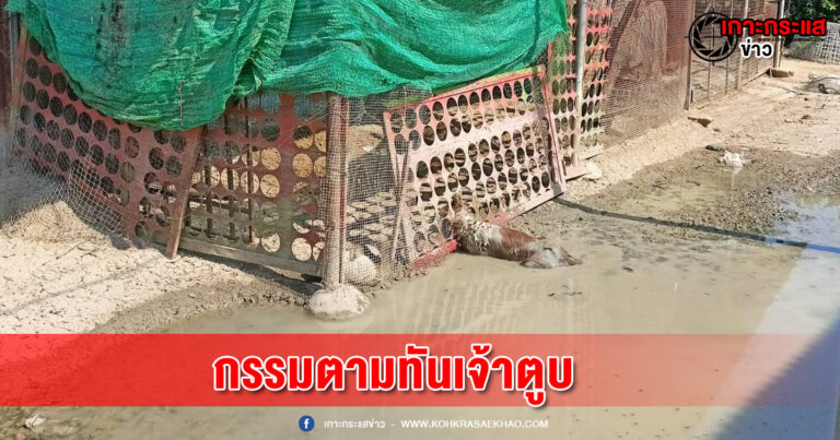 อ่างทอง-เจ้าตูบหัวมุดหวังเข้ากินไก่ในเล้า สุดท้ายหัวติดคากรงเข้า-ออกไม่ได้แถมตัวจมน้ำอีกต่างหาก