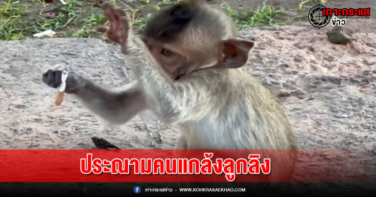 ลพบุรี-คนรักลิง ร่วมกันออกมาประณามพวกไร้จิตสำนึกรังแกลูกลิง