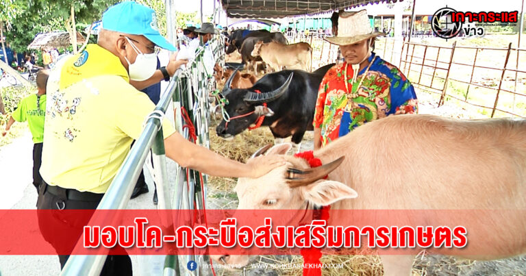 สุพรรณบุรี-มอบโค-กระบือส่งเสริมการเกษตรตามหลักปรัชญาเศรษฐกิจพอเพียง