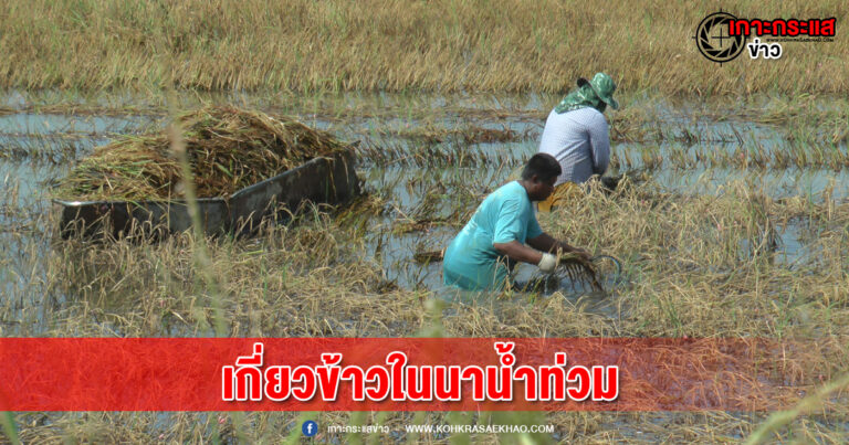 อ่างทอง -ชาวบ้านพายเรือเกี่ยวข้าวในนาน้ำท่วมให้เป็ดกินลดต้นทุน