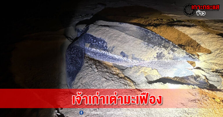 พังงา-มาอีกแล้ว…แม่​เต่า​มะเฟือง​ตัวเดิมขึ้น​วางไข่​รังที่​ 3