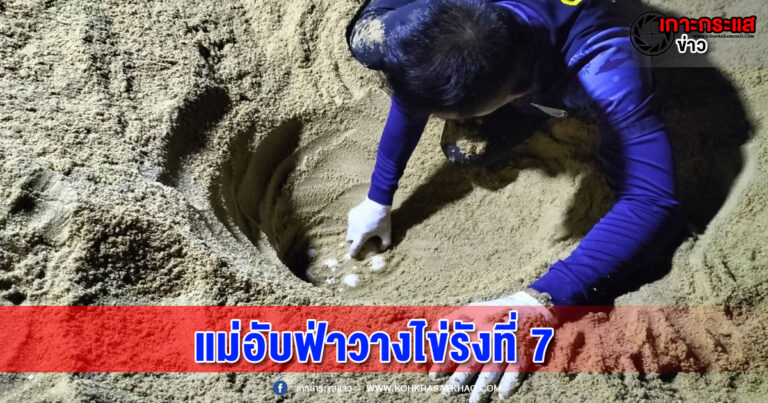 พังงา​-มาอีกแล้ววแม่อับฟ่า ขึ้นวางไข่ชายหาดบาง​ขวัญ​ 129 ฟอง​ รังที่​ 7