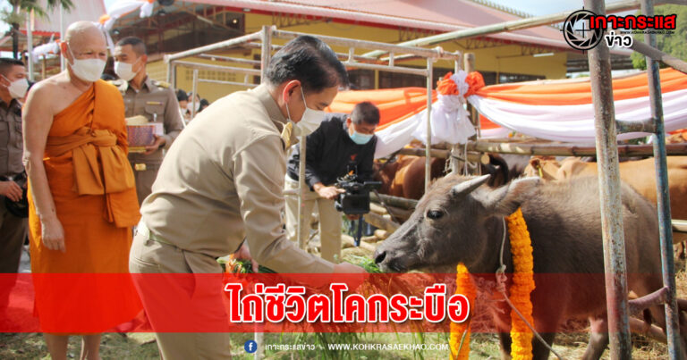 สุพรรณบุรี-จัดพิธีไถ่ชีวิตโคกระบือถวายพระพรแด่พระเจ้าลูกเธอฟ้าหญิงพัชรกิติยาภา