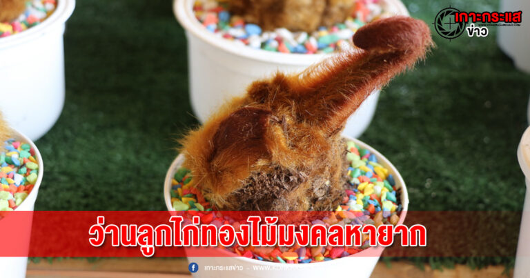 อ่างทอง-ชมว่านลูกไก่ทองไม้มงคลหายากมีไว้ในครอบครองปังแน่ ในงานประกวดไม้มงคลกลุ่มอโกลนีนา วัดทองเลื่อน