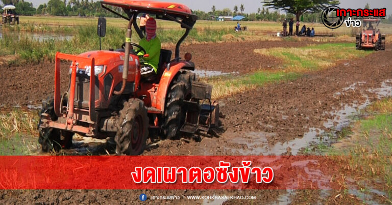 สุพรรณบุรี-ชาวนาสุพรรณไถกลบงดเผาตอซังข้าวลดต้นทุนเพิ่มผลผลิตเพิ่มรายได้