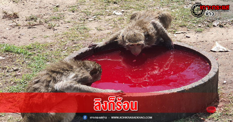 ลพบุรี- อากาศร้อนระอุทะลุ 41องศา จ๋อลพบุรีทนไม่ไหวลงแช่น้ำในอ่างคลายร้อน ได้กินน้ำหวานผสมน้ำแข็งที่เจ้าหน้าที่เตรียมไว้ให้