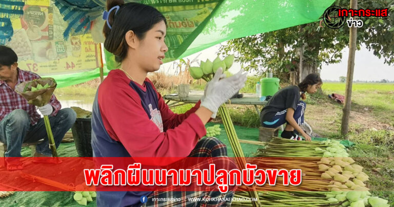 สิงห์บุรี-พลิกผืนนา 15 ไร่ หันปลูกบัวขาย สร้างรายได้ต่อเดือนนับหมื่นบาท