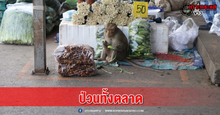 อ่างทอง-เจ้าจ๋อบุกป่วนตลาดอ่างทองไม่เกรงใจใครกร้าวร้าวดุร้ายรื้อผักผลไม้กินตามอำเภอใจ สร้างความเดือดร้อนเสียหายให้แก่แม่ค้า วอนเจ้าหน้าที่ปศุสัตว์ช่วยจับคืนธรรมชาติ