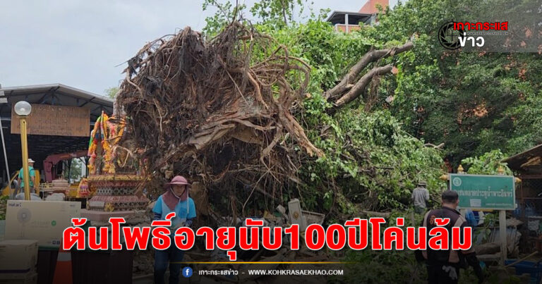 อยุธยา-ต้นโพธิ์อายุกว่า 100 ปีโค่นล้ม ปาฏิหาริย์ไม่ล้มทับศาลพระพรหม และบ้านเรือน ชาวบ้านเชื่อเพราะความศักดิ์สิทธิ์ของพระพรหม