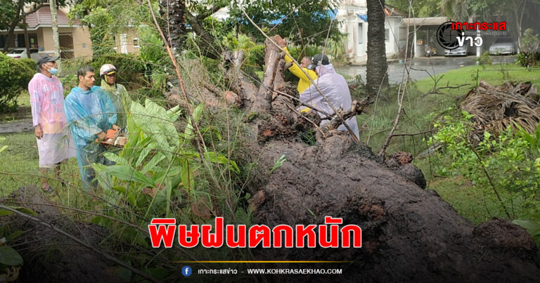 ภูเก็ต-ฝนตกหนักลมกรรโชกแรง ต้นสนอายุกว่า 50ปีล้มทับรั้วกำแพงบ้านพักปลัดจังหวัดเสียหาย