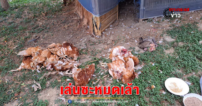 อ่างทอง-คนเลี้ยงไก่ไข่เครียดผวาหนัก  ไก่ถูกสุนัขบุกกัดตายเกลี้ยงยกเล้า โชคยังดีที่ไม่บุกเข้าเล้าใหญ่ที่มีกว่า 60 ตัว