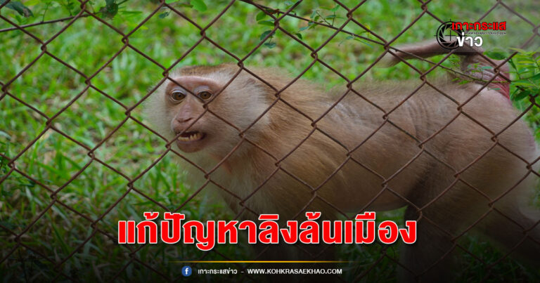 เพชรบุรี-อธิบดีกรมอุทยานฯลงสำรวจพื้นที่สร้างกรงลิงต้นแบบเพชรบุรีโมเดล เพื่อแก้ปัญหาลิงล้นเมืองเพชรบุรี