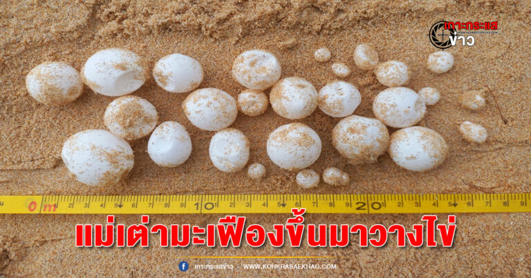 พังงา-กลับมาแล้ว!! แม่เต่ามะเฟืองขึ้นวางไข่ที่หาดท้ายเหมือง 118 ฟอง รังแรกของฤดูกาลปี 2566-67