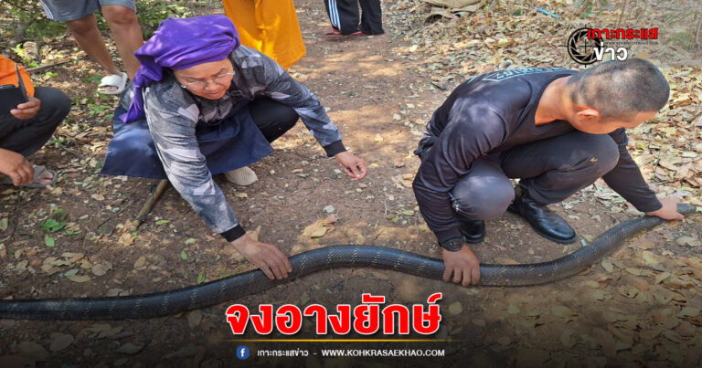 ลพบุรี-หลวงพี่หนีกระเจิงนอนอยู่กับจงอางยักษ์ขดชูคออยู่บนกลด