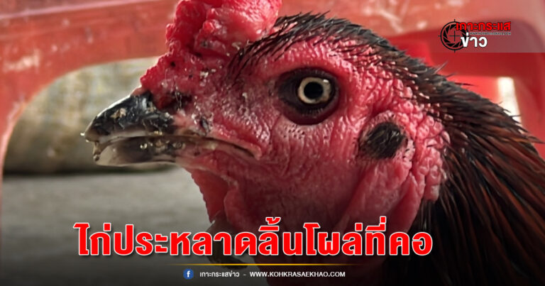 นนทบุรี-ขยี้ตารัว!!ไก่ลิ้นโผล่ที่คอ กินขนมแทนข้าวเปลือก คอหวยไม่พลาดแห่ส่องเลขเด็ด