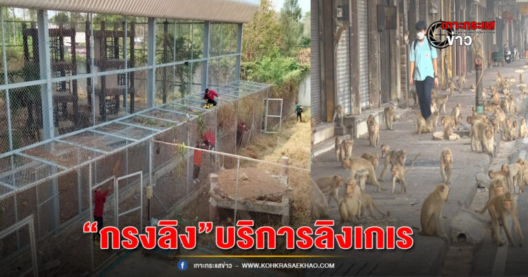 ลพบุรี-กรมอุทยานฯ ระบุอีก7วัน กรงลิงพร้อมให้บริการ แก๊งลิงเกเรก้าวร้าว