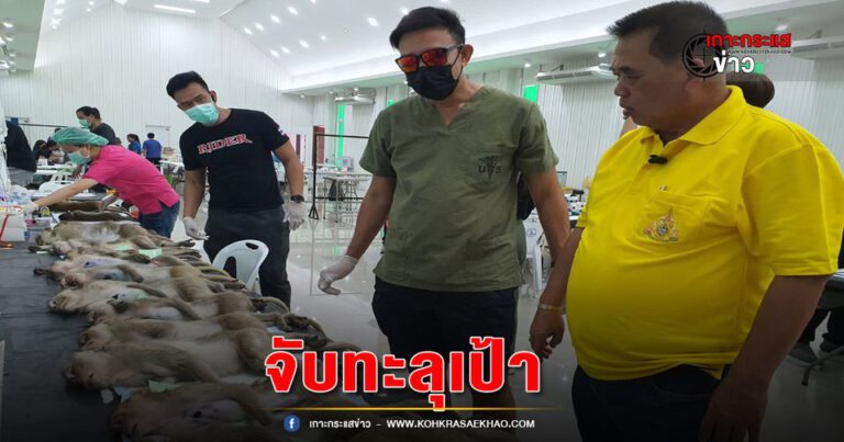 ลพบุรี-ปิดโครงการควบคุมประชากรลิงเมืองลพบุรีรอบสองจับทะลุเป้า1,200 ตัว