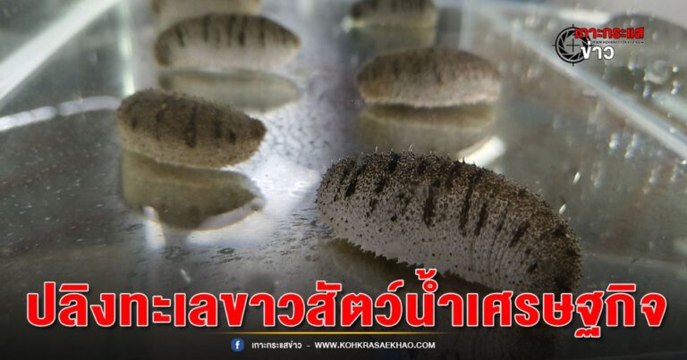 พังงา-ปลิงทะเลขาวพังงา สัตว์น้ำเศรษฐกิจ ขึ้นทะเบียนสินค้า GI ลำดับ 4 สร้างมูลค่า 3.3 ล้านบาทต่อปี