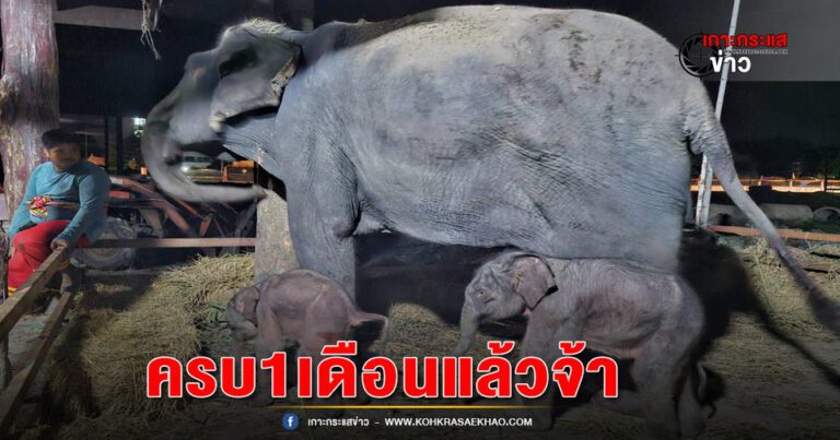 อยุธยา-วังช้างอยุธยาแลเพนียด เตรียมทำบุญครบรอบ1เดือนให้ช้างแฝดเพศผู้-เมีย คู่ประวัติศาสตร์ จากแม่พังจามจุรี