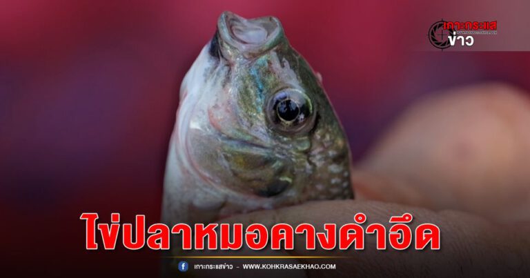 สมุทรสงคราม-ตะลึงไข่ปลาหมอคางดำอึดอดทนตากไว้นาน2เดือนยังฟักออกมาเป็นตัวได้