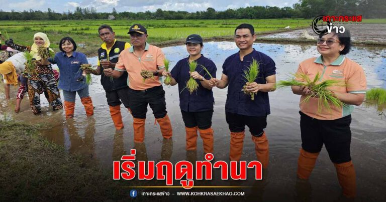 พังงา-เกษตรพังงาจัดงาน “วันเริ่มต้นฤดูการผลิต ข้าวเกาะยาวนาผืนสุดท้าย กลางทะเลอันดามัน”