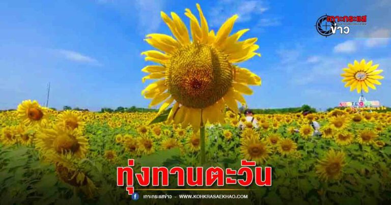 ลพบุรี-เปิดฤดูกากลการท่องเที่ยวทานตะวันแปลงแรกเหลืองอร่ามเต็มท้องทุ่ง