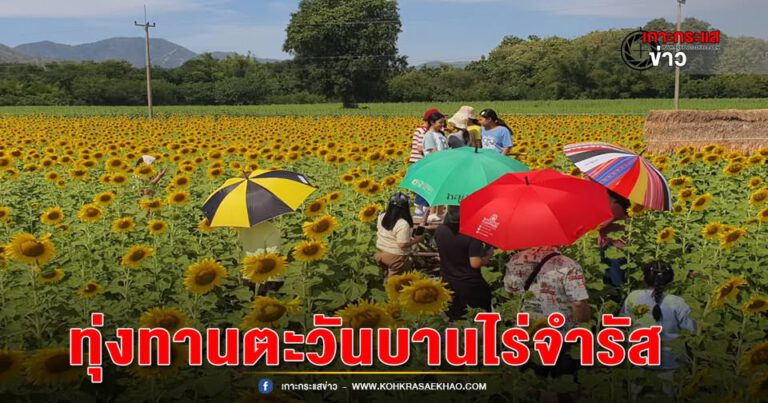 ลพบุรี-คึกคักทุ่งทานตะวันบาน ไร่จำรัสโลเคชั่นสวยที่สุดในไทย