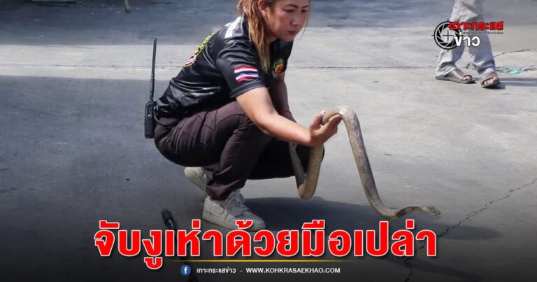 อ่างทอง-ชาวบ้านลุ้น จับงูเห่าตัวใหญ่ ซุกตัวอยู่บริเวณใต้รถสิบล้อด้วยมือเปล่า