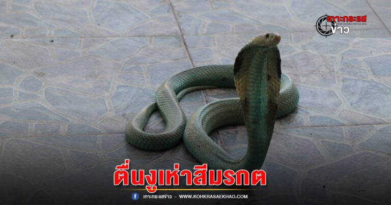 อ่างทอง-ตื่น !! งูเห่าสีเขียวมรกต ไม่เคยพบเห็นมาก่อน  แต่พอลอกคราบแล้วตัวกลับกลายเป็นสีดำเหมือนงูเห่าทั่วไป